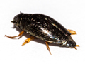 Gyrinus substriatus